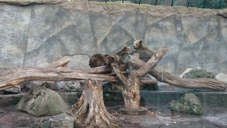 Brown bears in Zoo Bojnice Slovakia