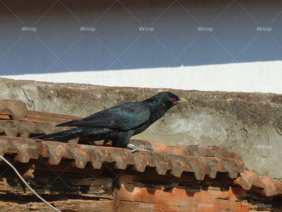 cuckoo is on my house roof