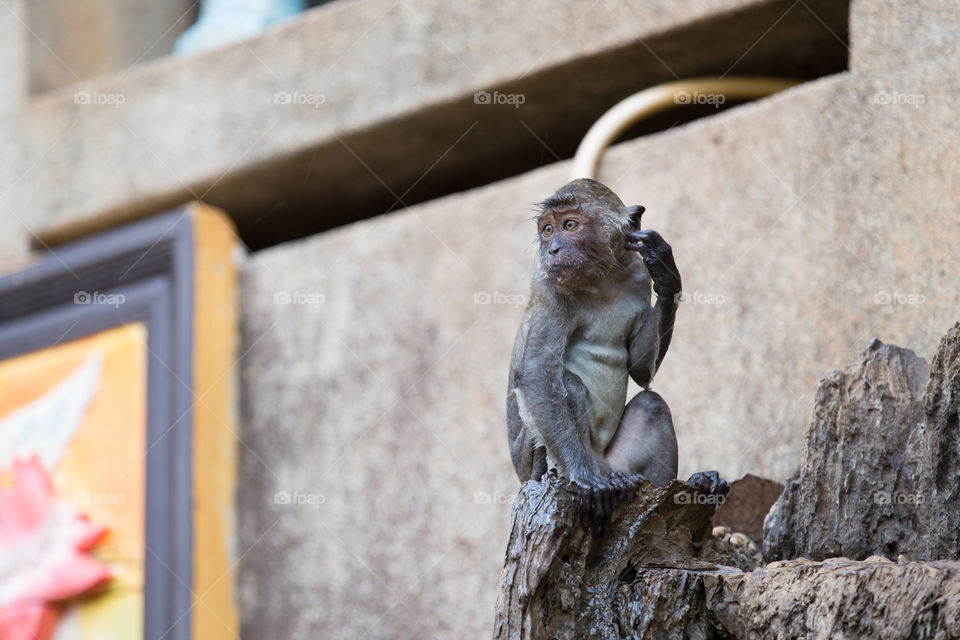 Wet Monkey looking at something