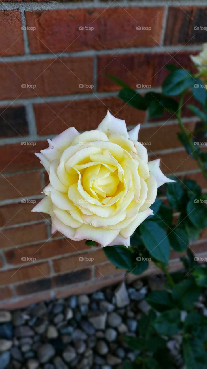 Yellow Rose