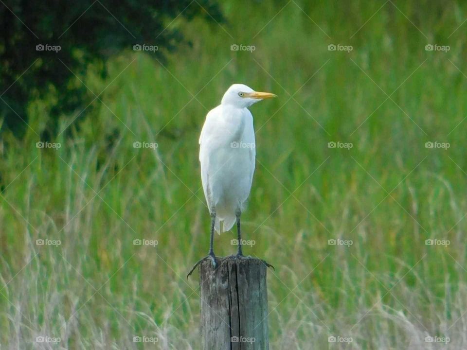 Bird, Wildlife, Nature, Heron, No Person