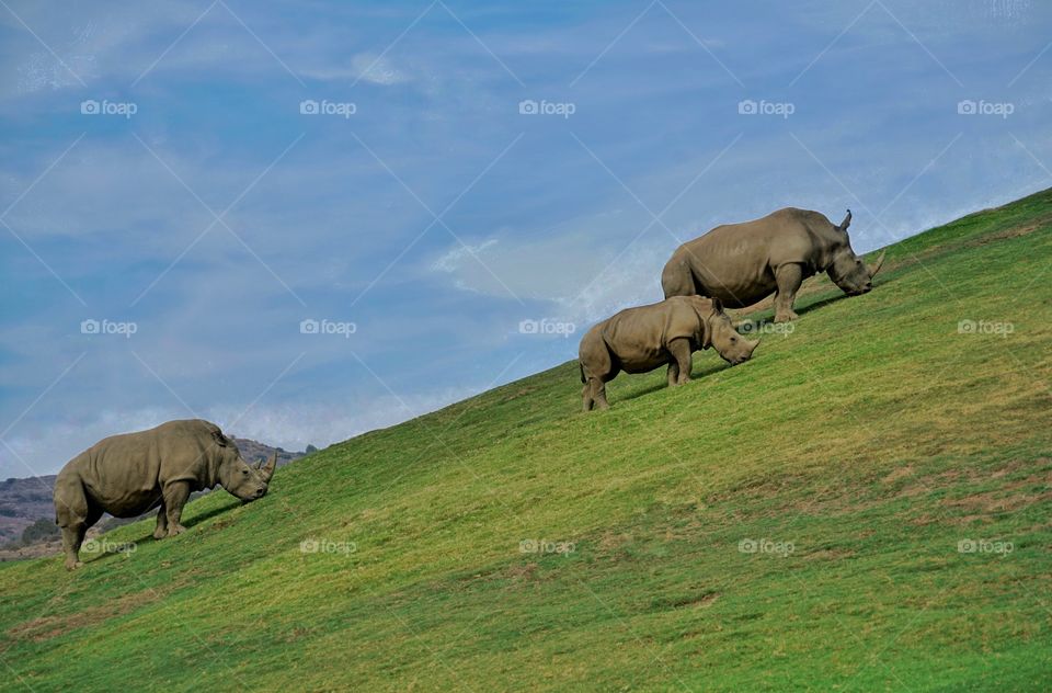 Family Of Rhinoceros On A Grassy Hill