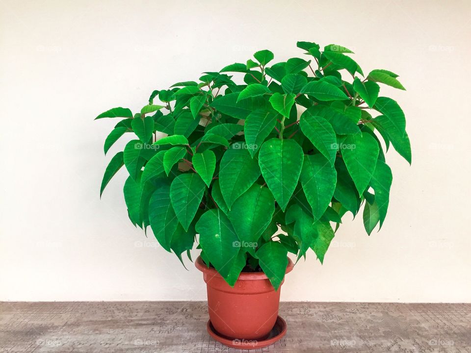 Pot with green plant in the apartment 