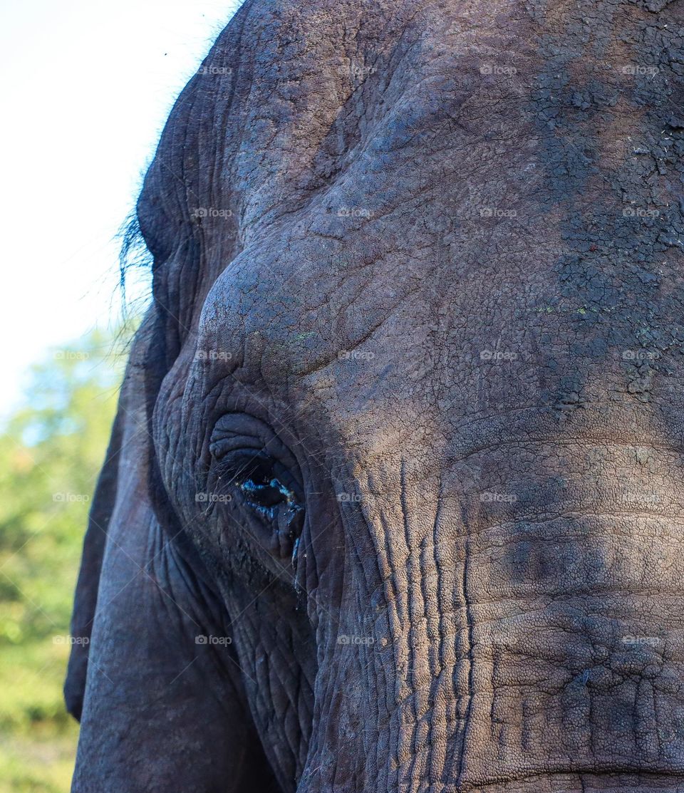 Elephant Seen