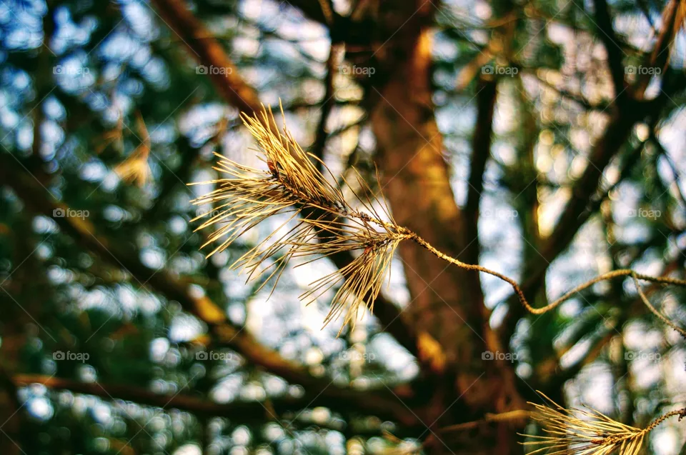 tree