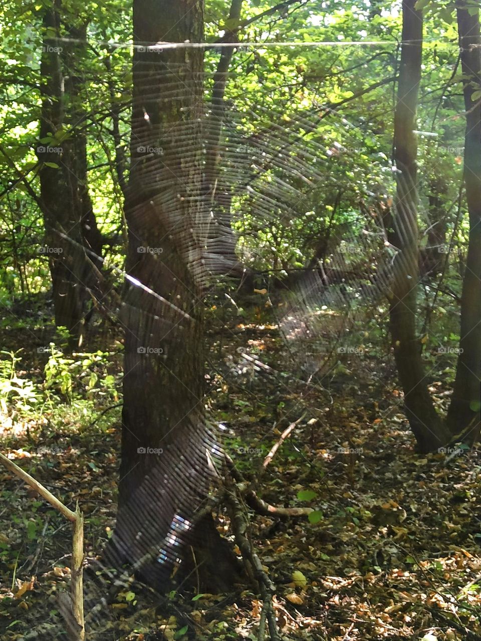 Enchanted Lens: Exploring the Magic Forest