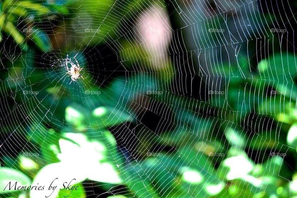 Weave your web