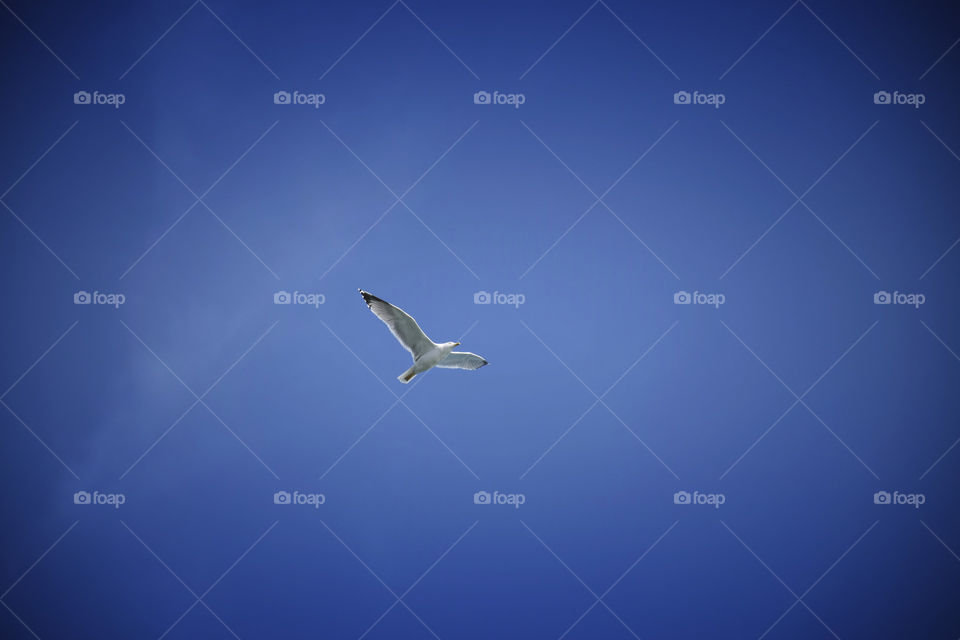 Seagull flying in clear sky