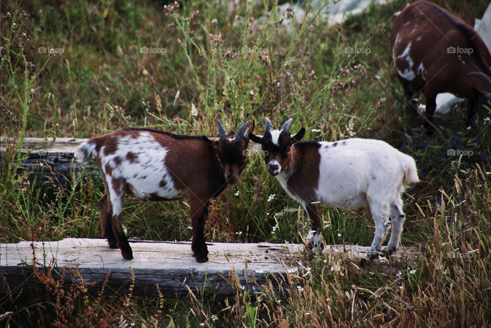 Inquisitive goats