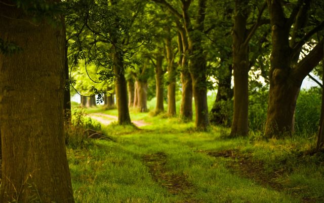 forest