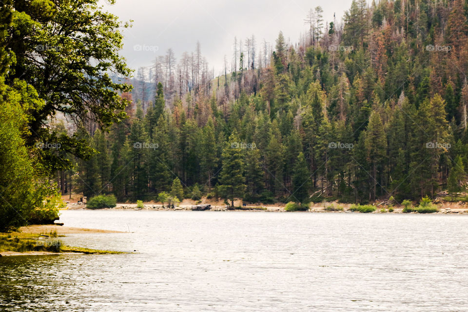 Summer at the lake