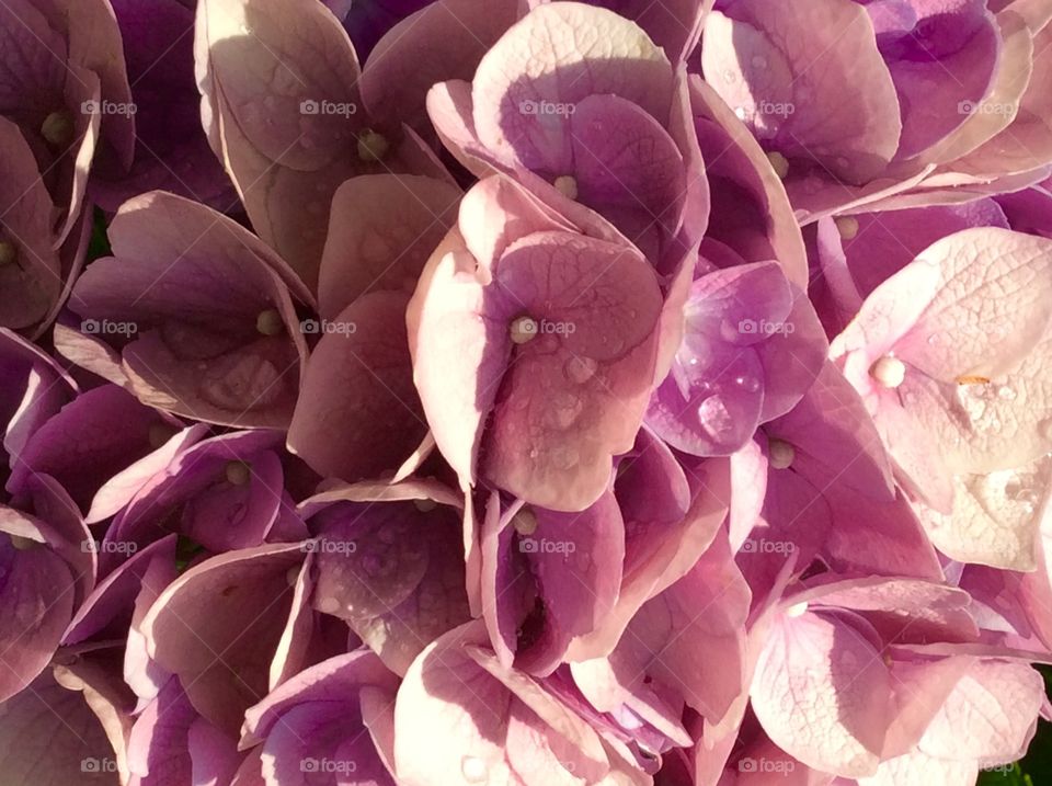 Beautiful Hydrangea with Raindrops 