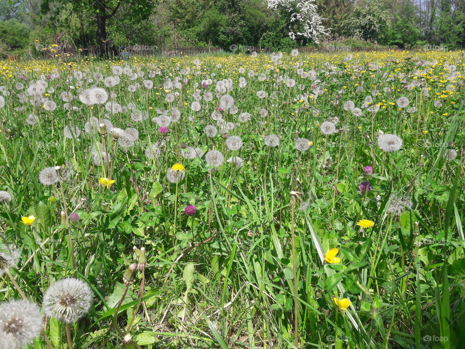 the spring is arrived