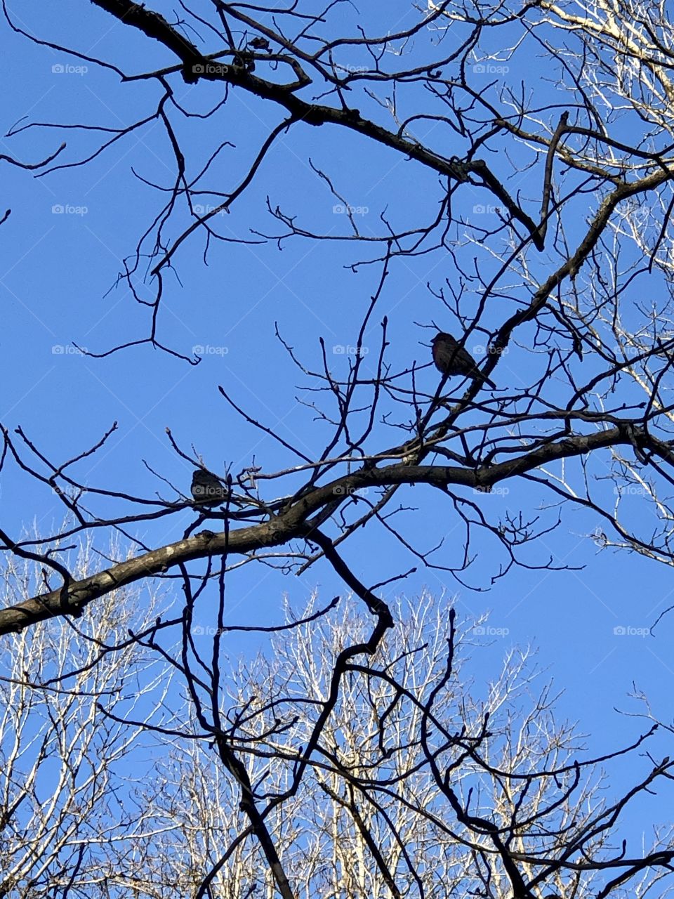 Two sparrows in shadow on bare tree branches