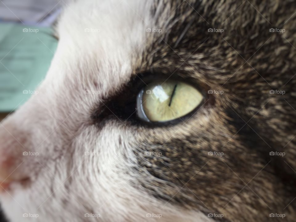 Cats eye