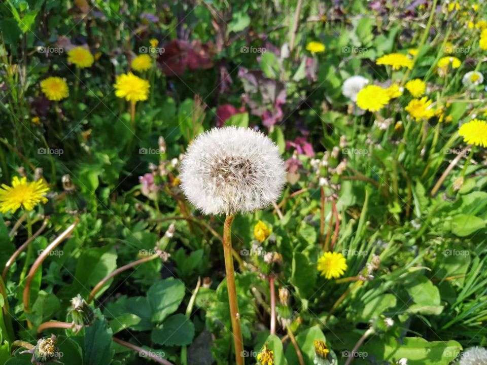 Dandelion