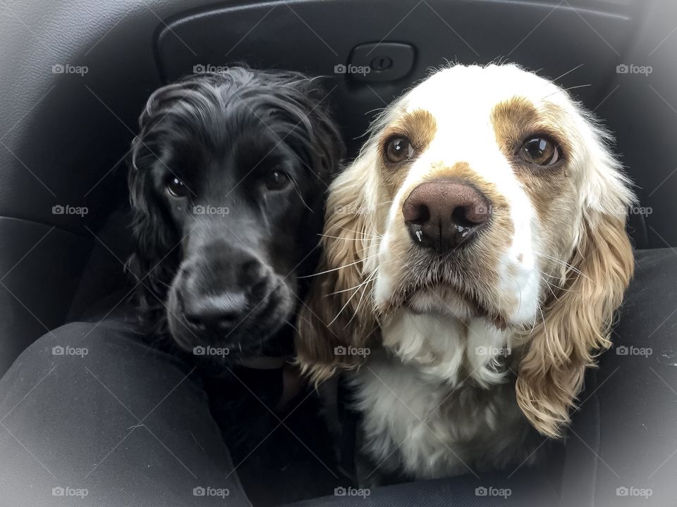 Alma and Coco driving in car 