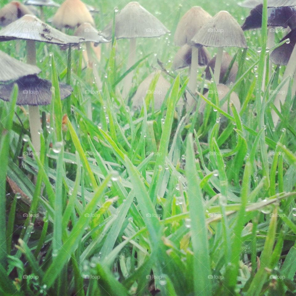 Mushrooms and grass in central South Africa.