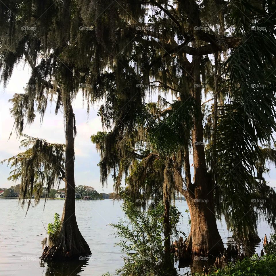 Cypress trees on the water