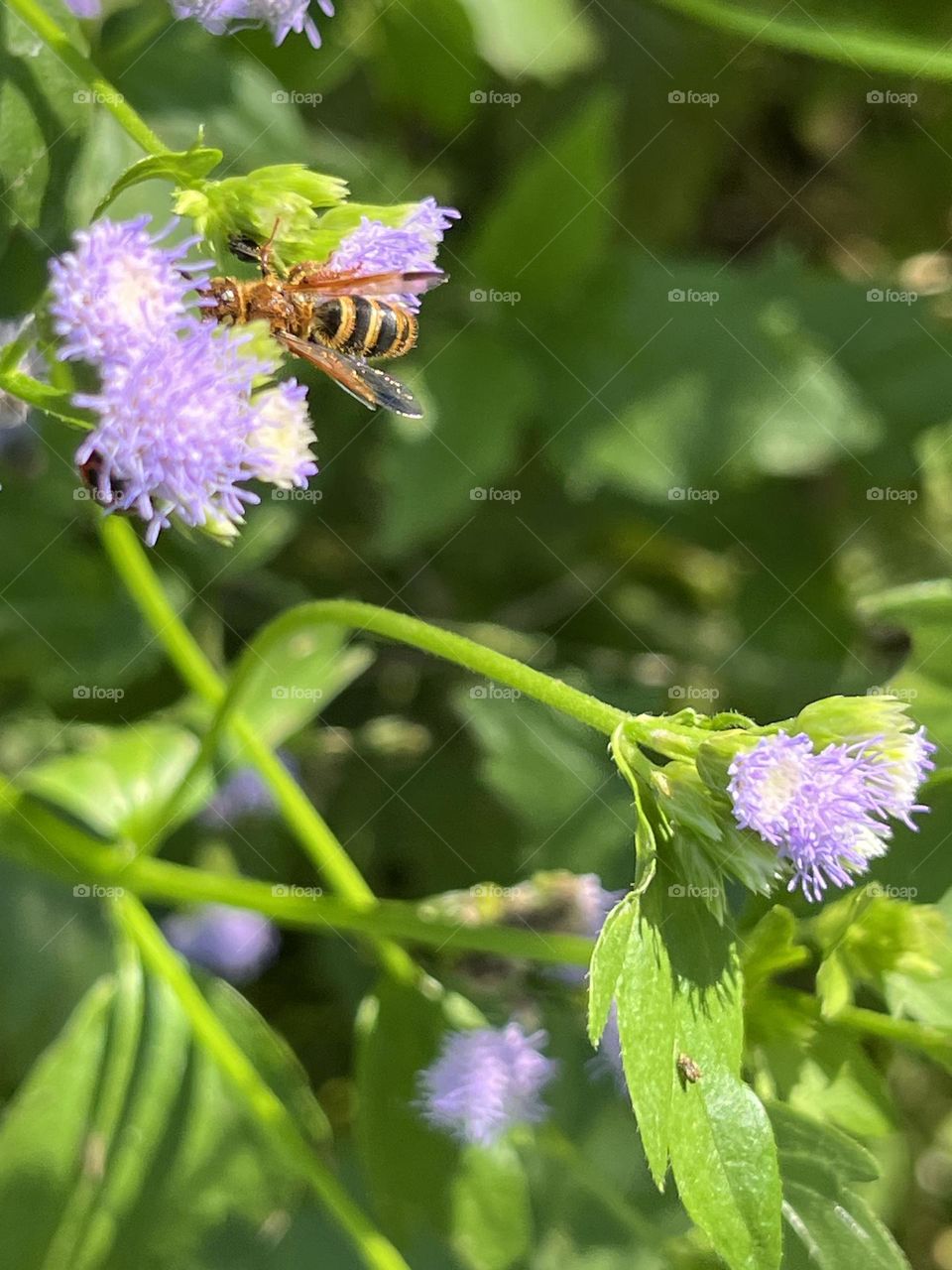 Birds & Bees - Nature in Motion.