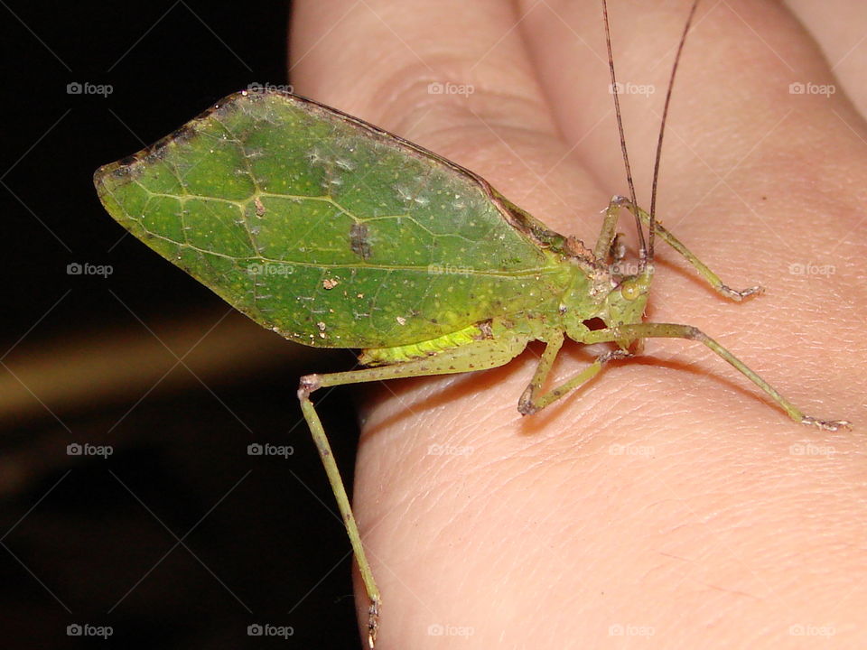 Leaf cricket 