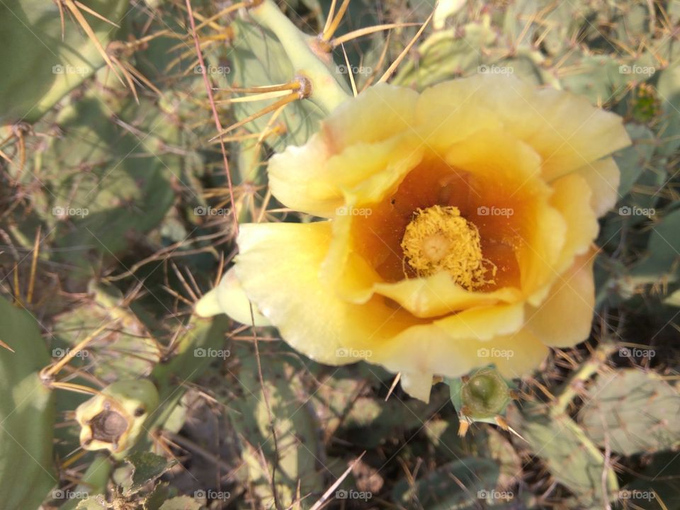 yellow flower with green fruits and niddles cactus tree