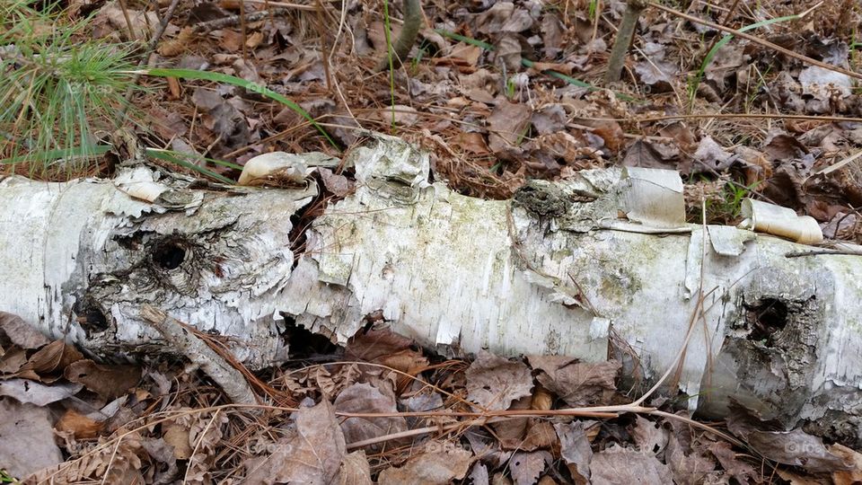Fallen Birch