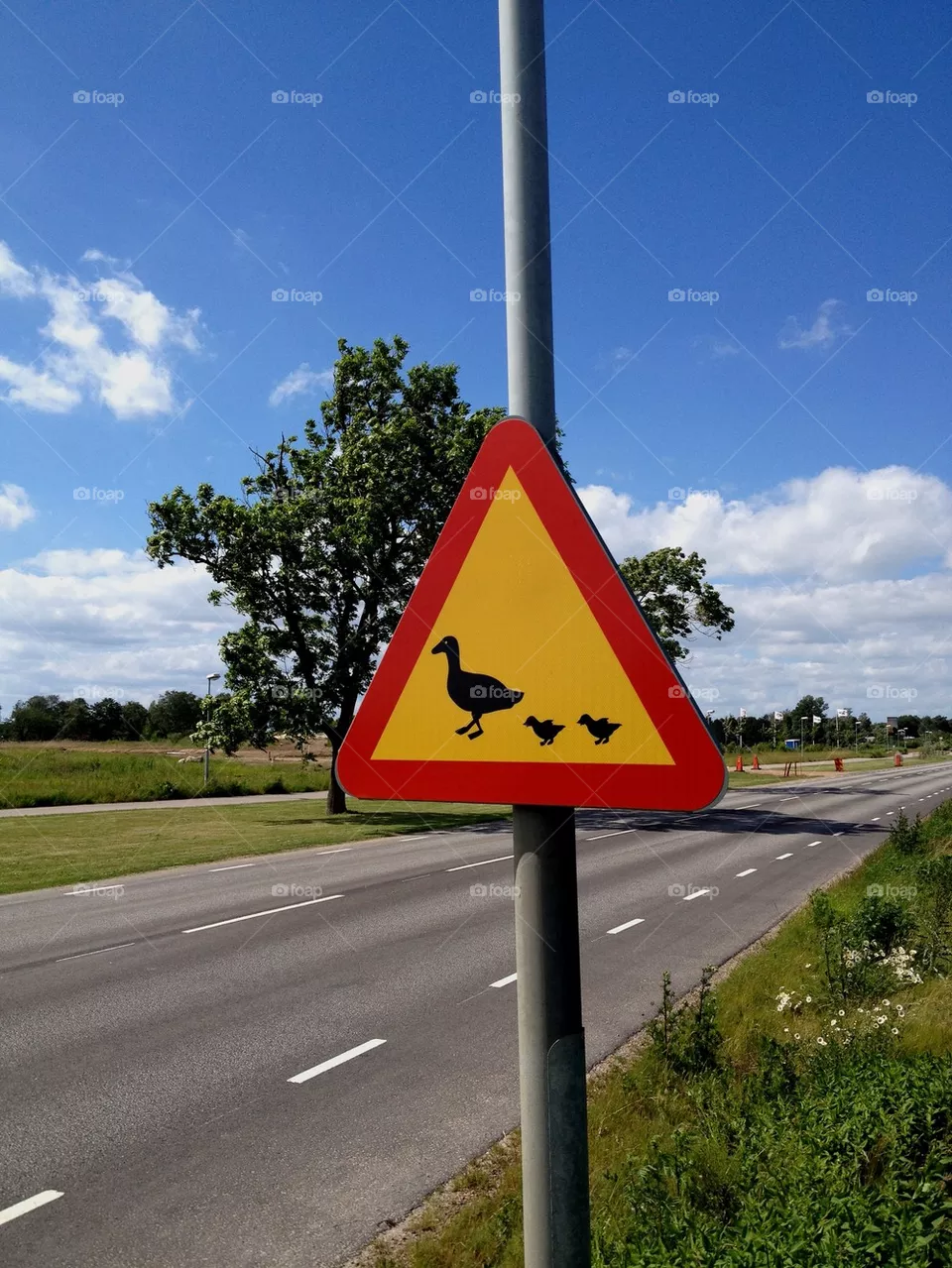 Duck sign.