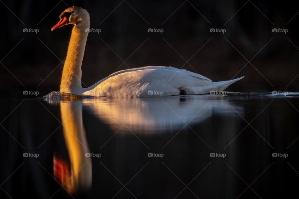 A mute swan glides effortlessly towards the morning sun. Lake Benson, Garner, North Carolina. 
