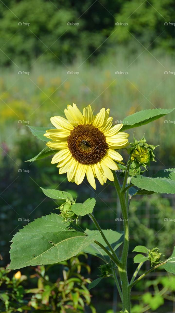 A sunflower