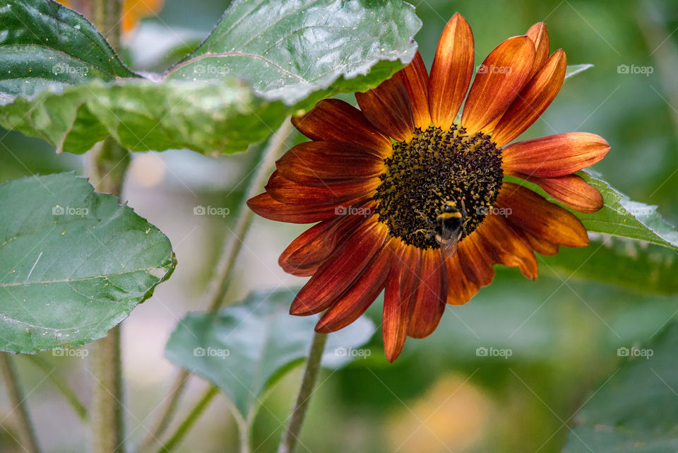 sunflowers bees and bumblebees