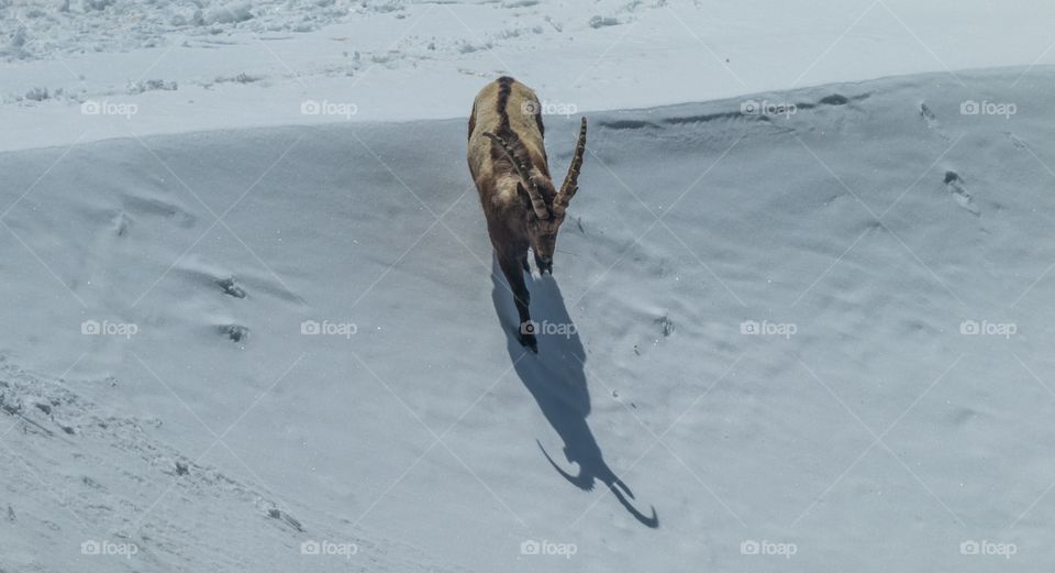 ibex out in the snow curiously looking at his shadow
