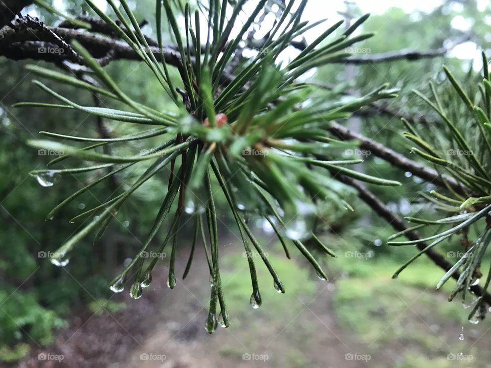 Rain droplets 