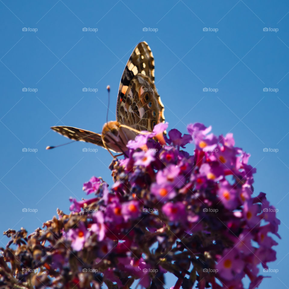 Painted lady butterfly close up