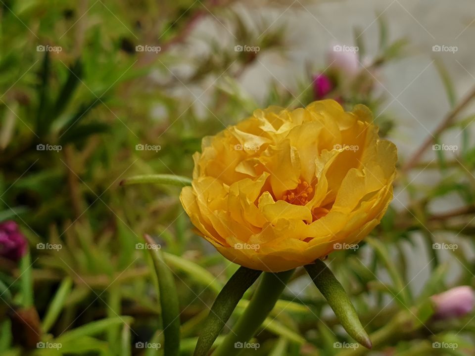 the beautiful flowers