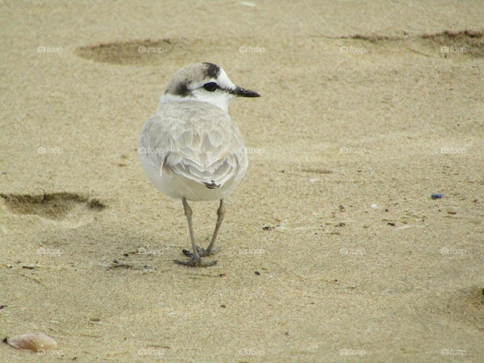 Birds & Bees Nature in Motion