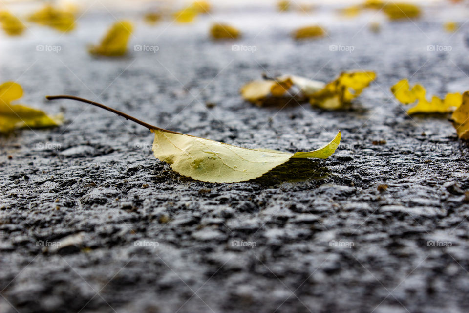 Autumn leaves on black asphalt