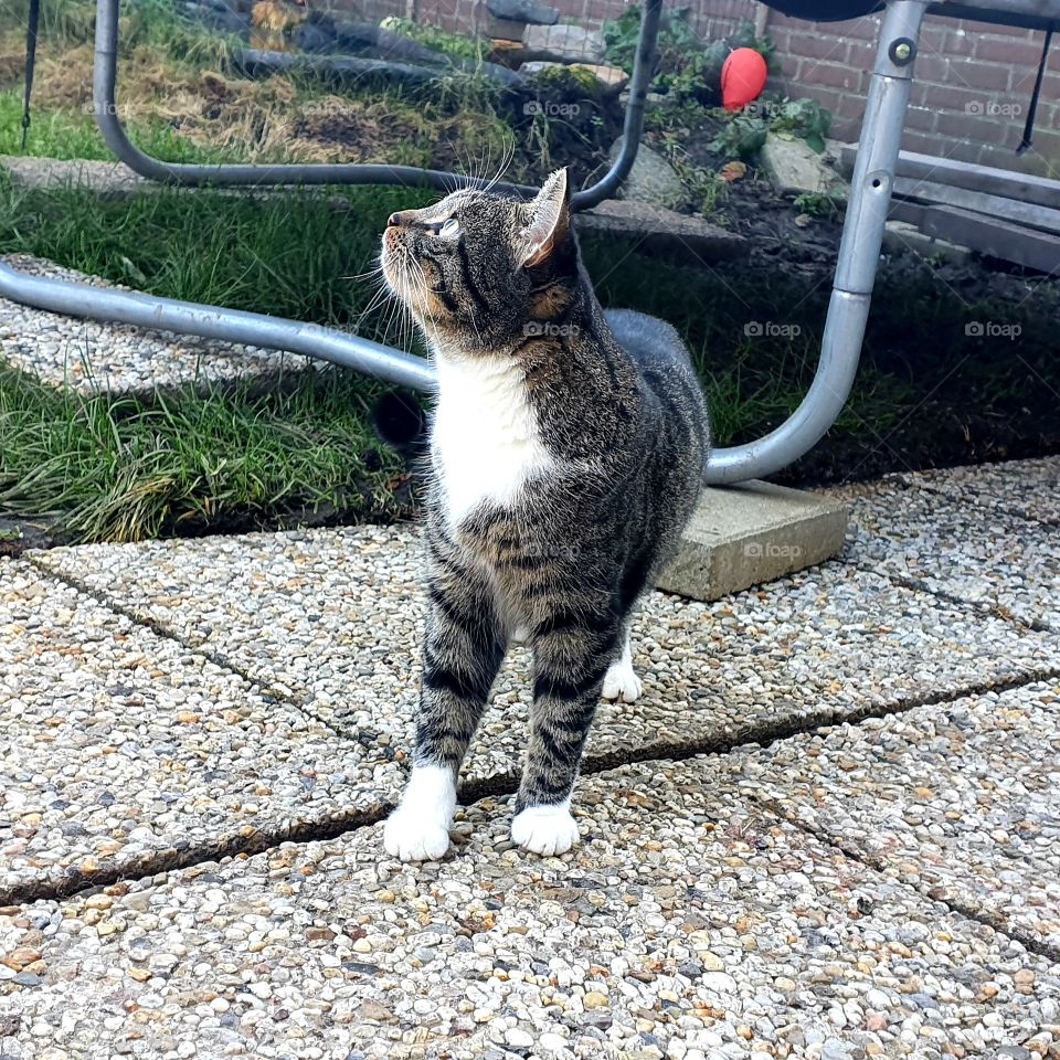 Tiger in the backyard The Netherlands
