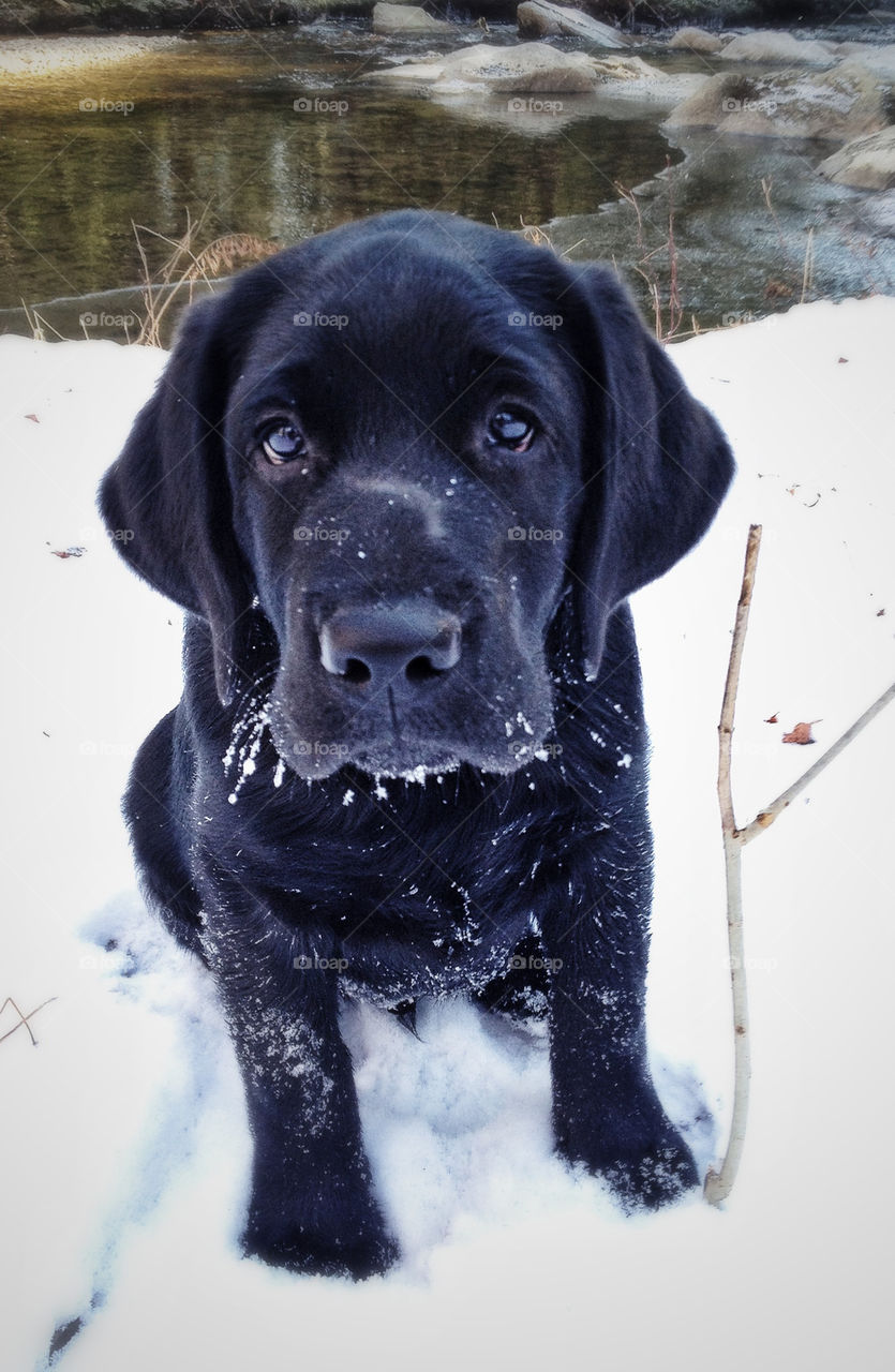 snow black dog puppy by tcgeist