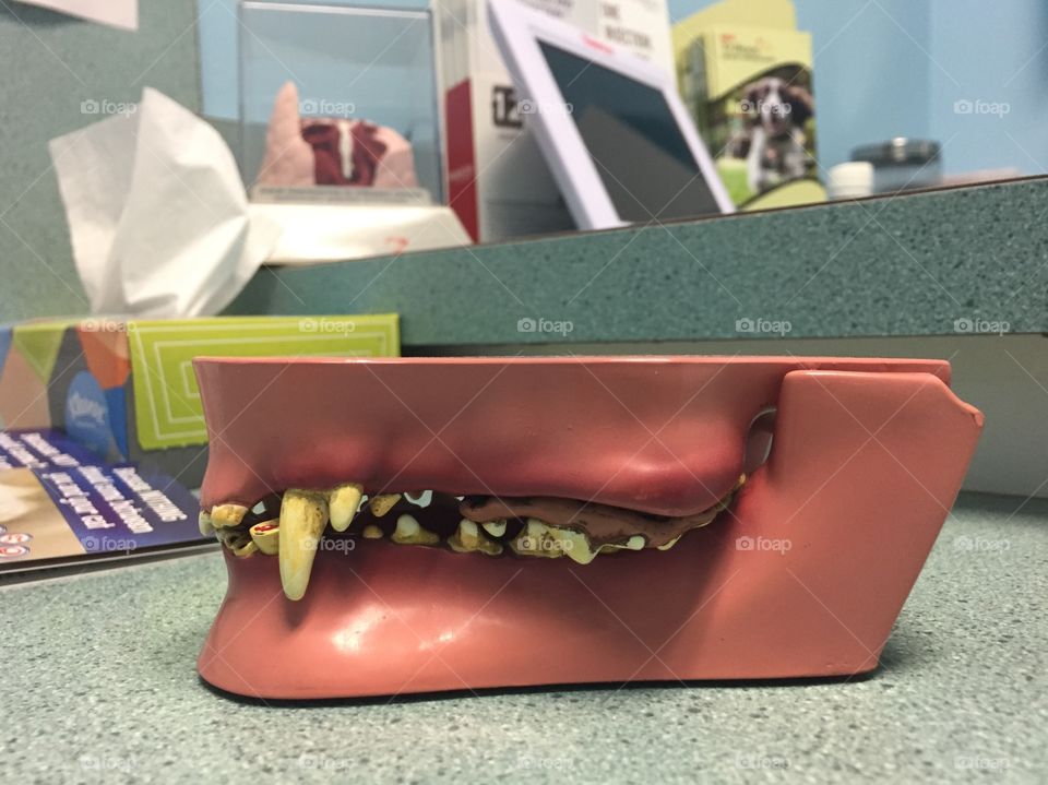 Model of diseased dog teeth on a counter at a veterinarian’s office