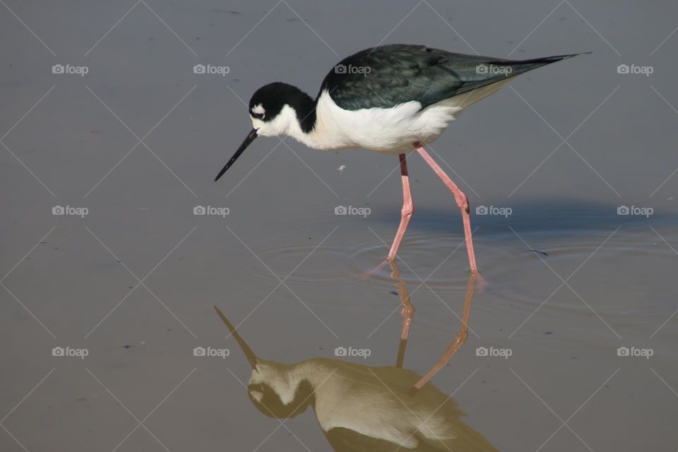American Stilt in the Water