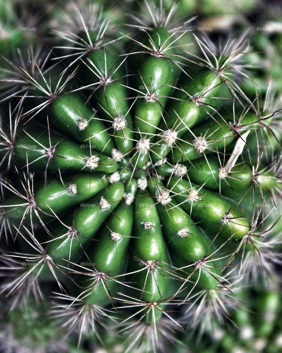 Closer look of cactus from the top 