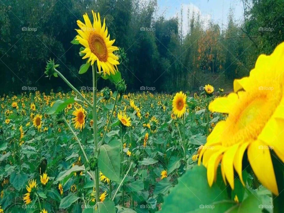 mobike camara sunflower
