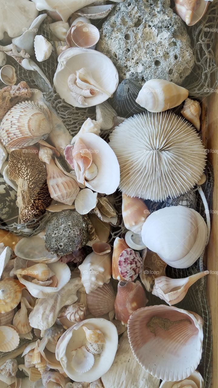 collection of shells and other sea treasures.