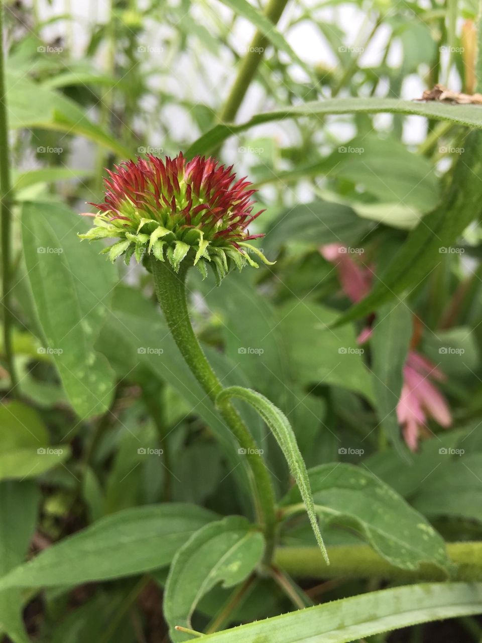 Princess echinacea