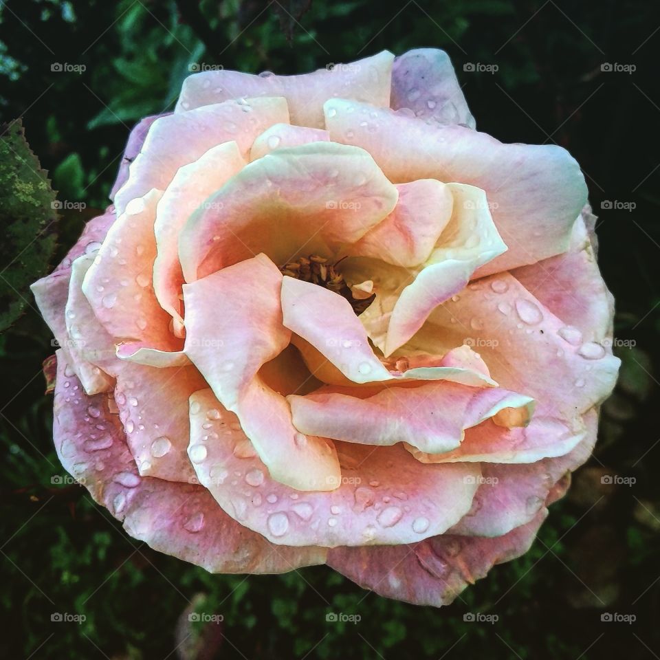 Rose after the rain