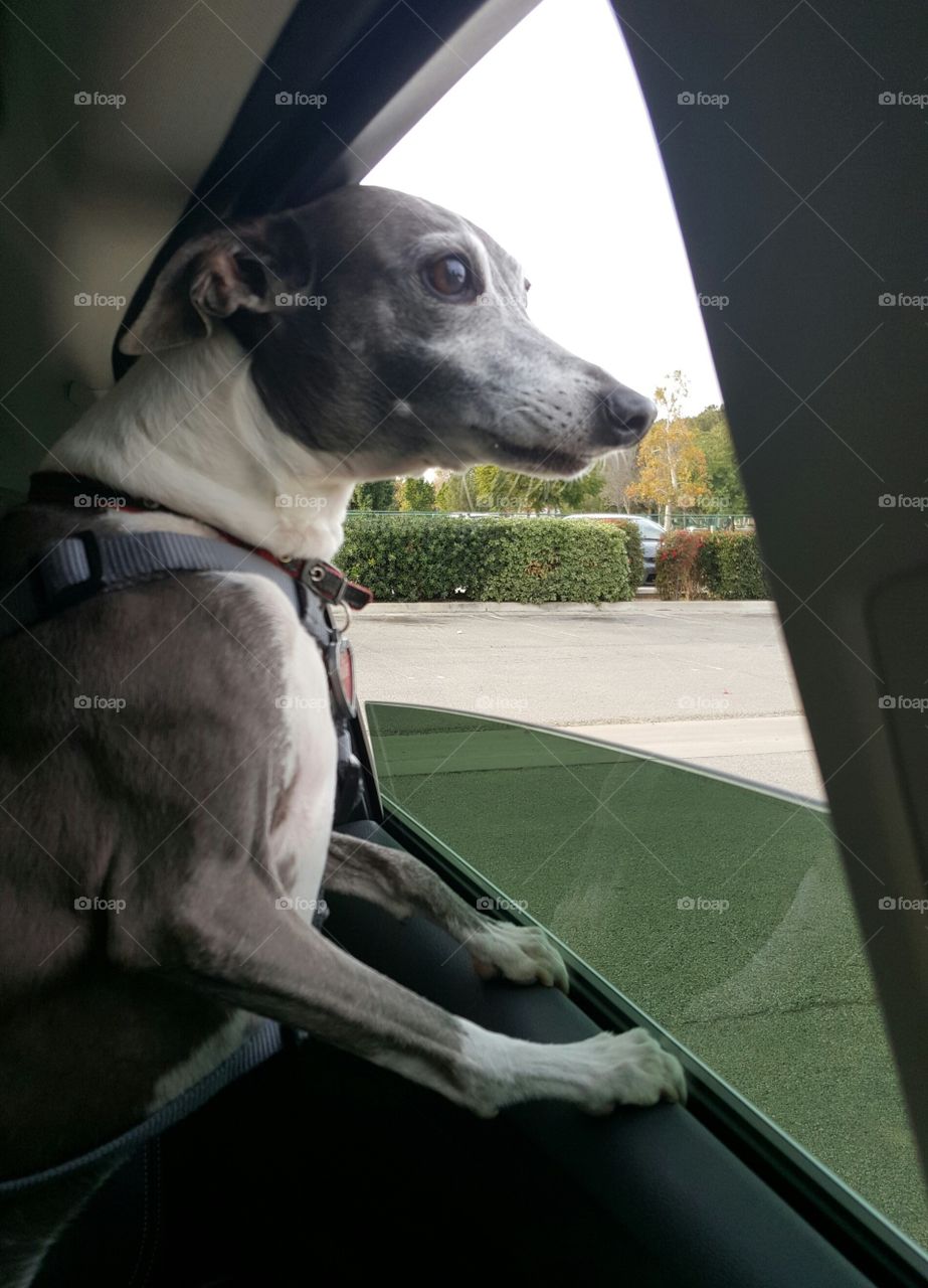 An Italian Greyhound looking Out the Car Window