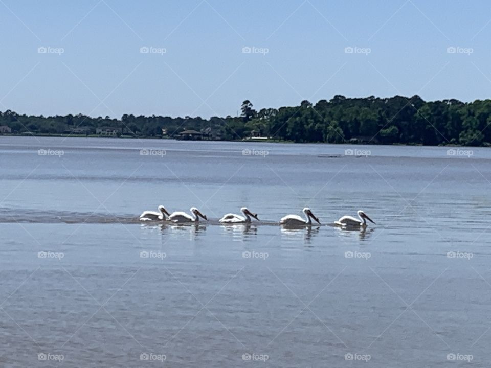 White Pelicans on a Lake