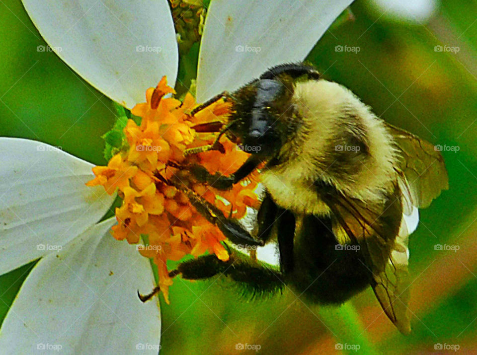 Extreme close-up of bee and flower