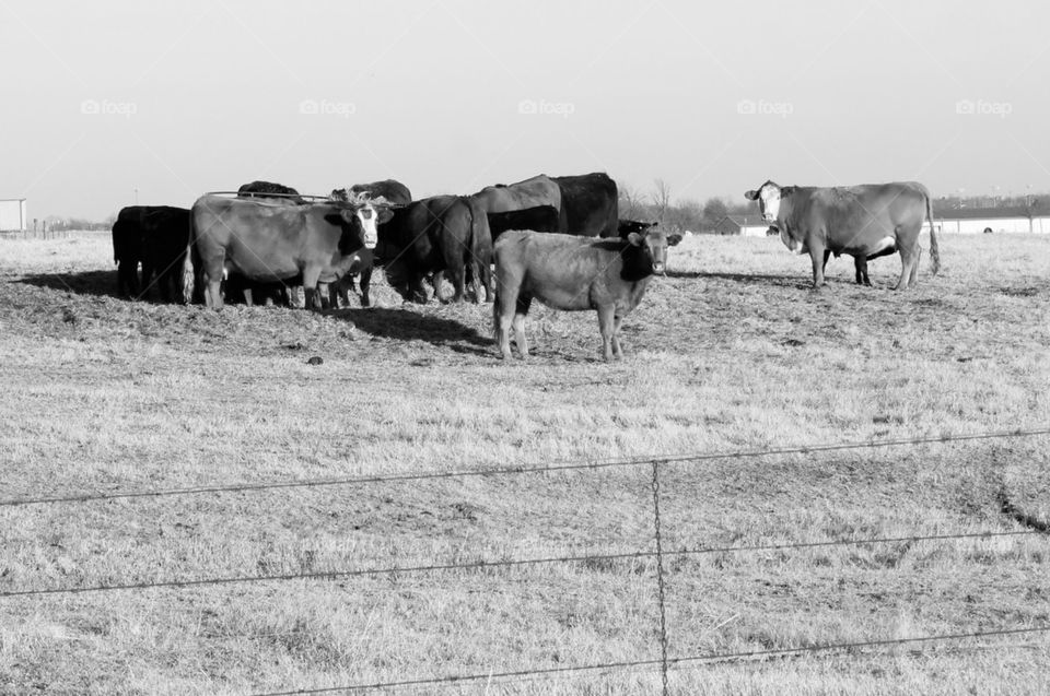 Cows in field